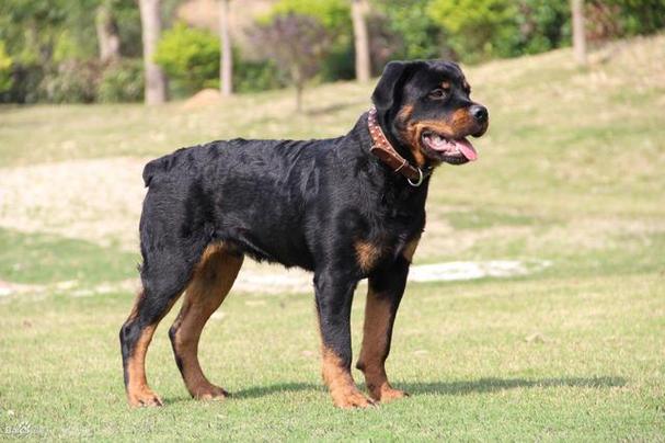 天生缺失尾巴的忠诚犬类伙伴,柯基、罗威纳和阿登牧牛犬的无尾特质