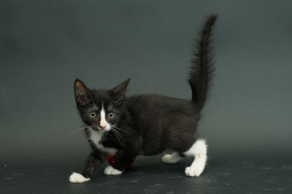 娇小灵动的小黑猫(昭示着小黑猫的俏皮)