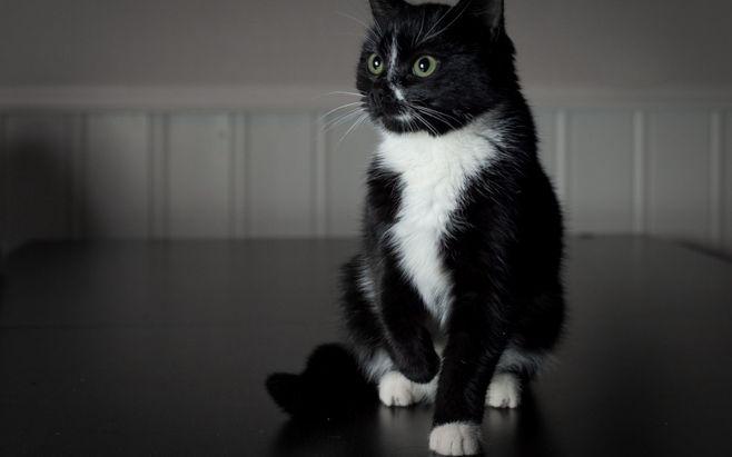 娇小灵动的小黑猫(昭示着小黑猫的俏皮)