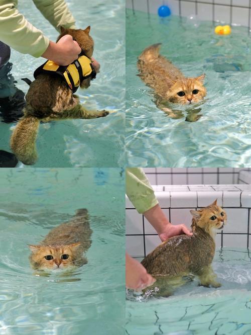室外猫却能畅游(猫主子秒变游泳高手)
