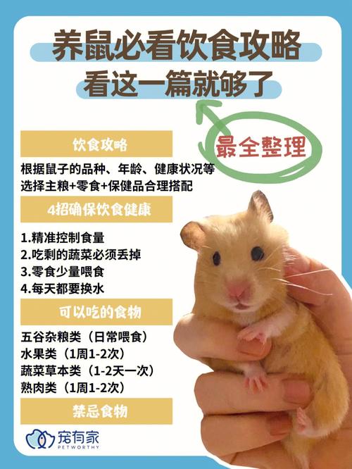 小仓鼠吃什么(小仓鼠的饮食习惯大揭秘)