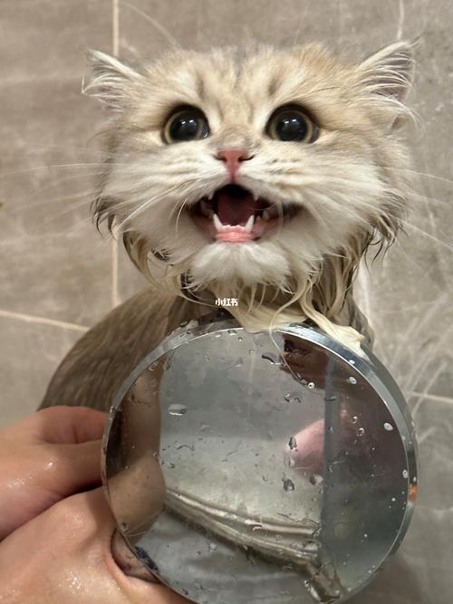 小猫多大可以洗澡(小猫洗澡的年龄限制对它们的健康有何影响)