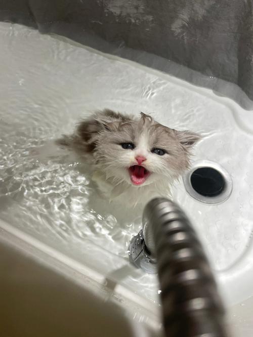 小猫多大可以洗澡(小猫洗澡的年龄限制对它们的健康有何影响)