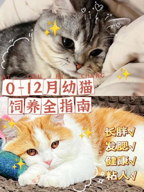 小猫断奶最佳时机(幼猫恰当断奶时间及护理注意事项)