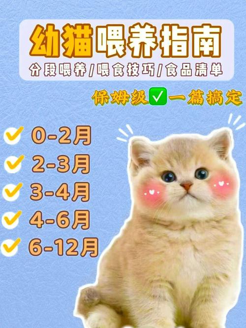 小貓斷奶前的準備(小貓斷奶後逐步減少餵食次數)