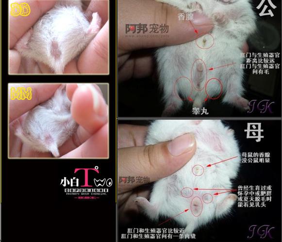 幼年仓鼠的性器官区分法(从毛发质感和体型判断公母仓鼠的技巧)