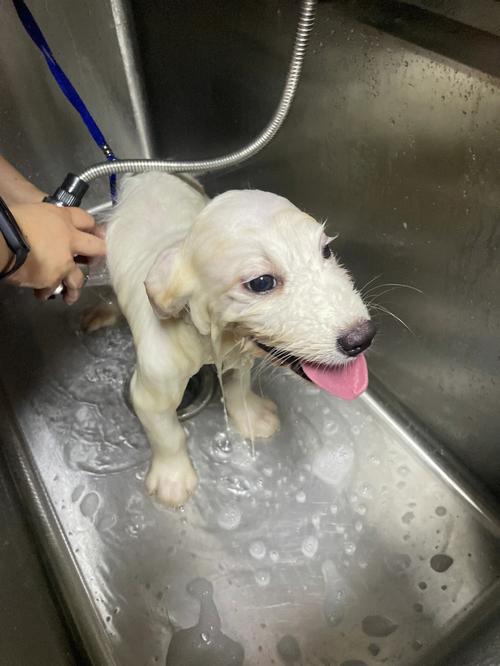 幼犬洗澡时间指南(了解何时给爱犬第一次洗澡)