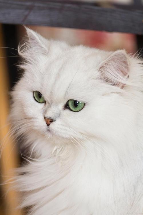 探索光溜溜的猫咪魅力,一个毛茸茸宠物的终极指南