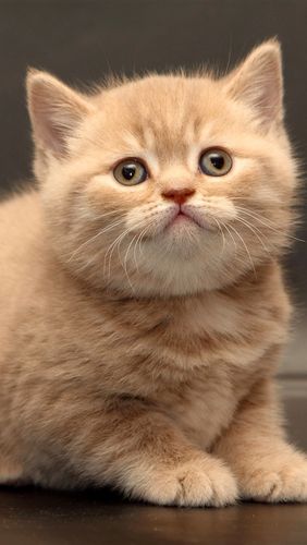 探索光溜溜的猫咪魅力,一个毛茸茸宠物的终极指南
