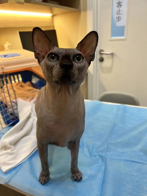 揭秘没有毛发的猫科动物(对无毛猫的真实看法与评价)
