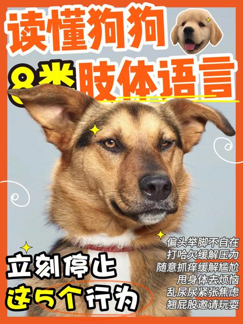 揭秘狗狗的汪汪叫声(探究狗狗的汪汪叫声背后的含义)