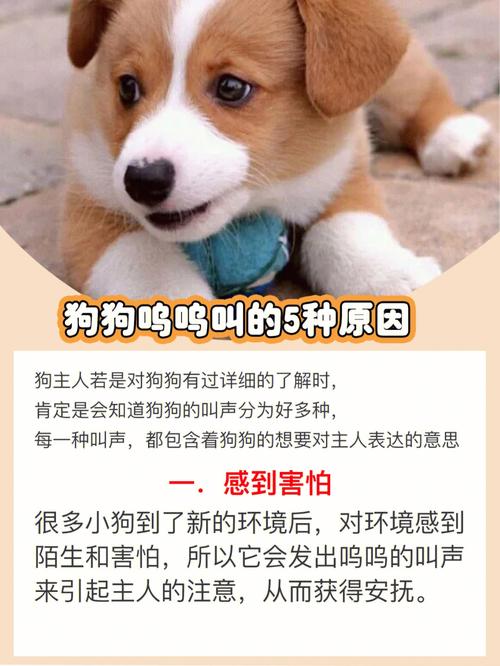 揭秘狗狗的汪汪叫声(探究狗狗的汪汪叫声背后的含义)
