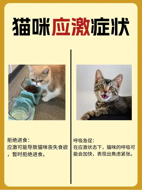 揭秘猫应激反应的诱因,如何识别猫应激反应的早期征兆
