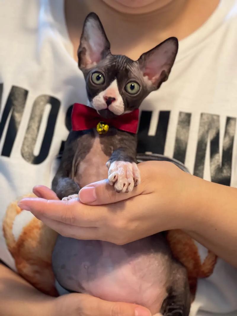 无毛猫的养护秘诀,无毛猫品类的全方位指南