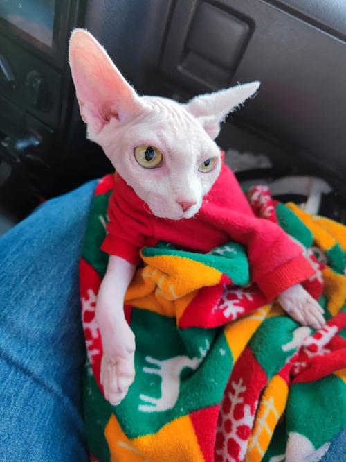 无毛猫的惊人秘密,揭秘无毛猫背后鲜为人知的优点
