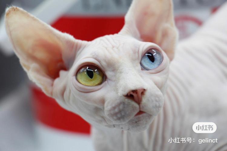 无毛猫的惊人秘密,揭秘无毛猫背后鲜为人知的优点