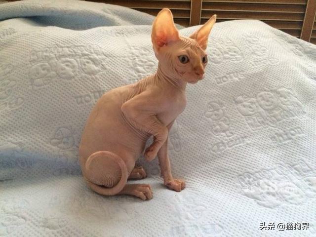 无毛猫的独特之处,无毛猫真的一无是处