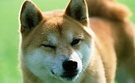 柴犬的举动让人类感动(忠实守护主人的秘密武器)