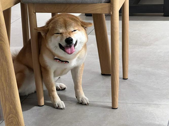 柴犬的举动让人类感动(忠实守护主人的秘密武器)