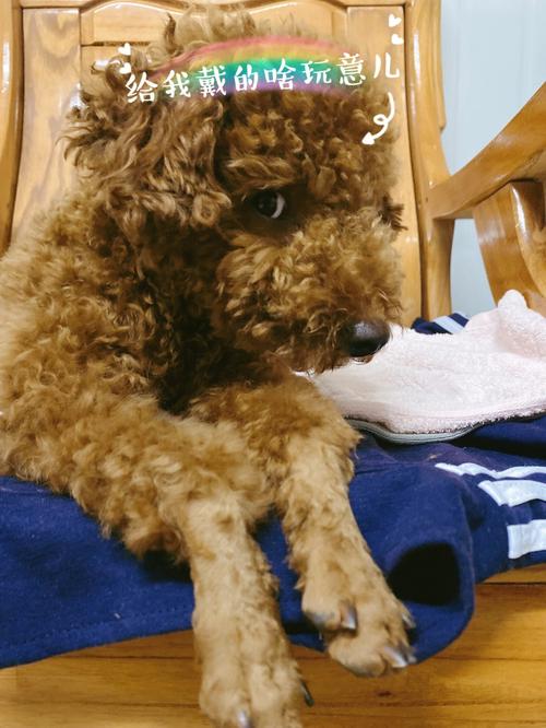 母狗来月经(母犬来姨妈的正确护理指南)