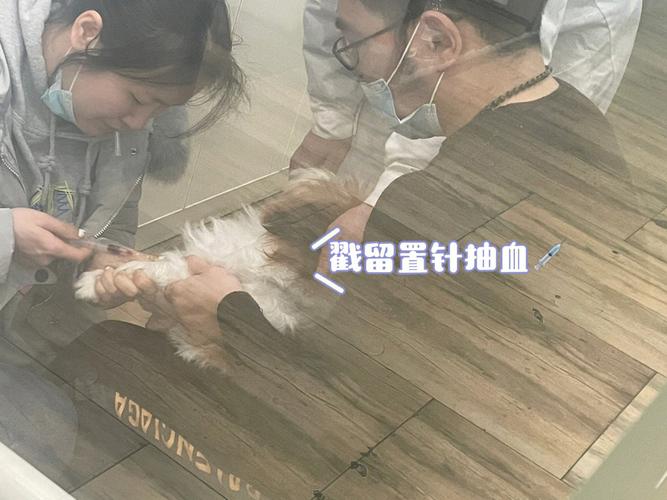 母狗絕育的風險和好處(母狗絕育手術前需做血液檢查)