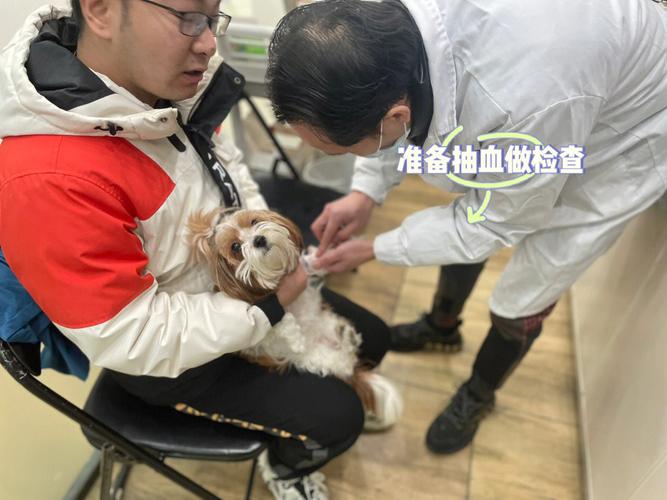 母狗絕育的風險和好處(母狗絕育手術前需做血液檢查)
