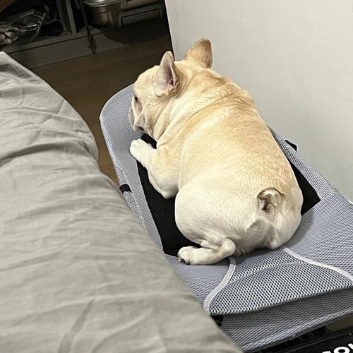 法斗犬价格大揭秘(法斗犬的价格影响因素)
