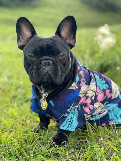 法斗犬价格大揭秘(法斗犬的价格影响因素)