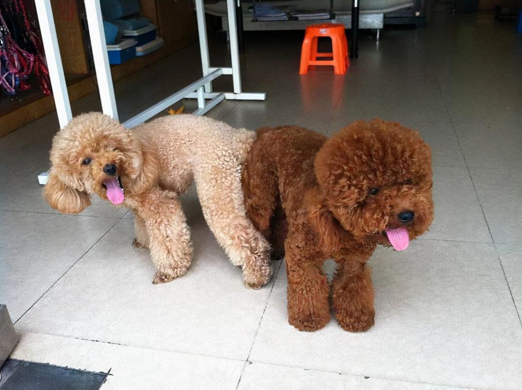 泰迪交配(泰迪犬交配时不可强行分开)