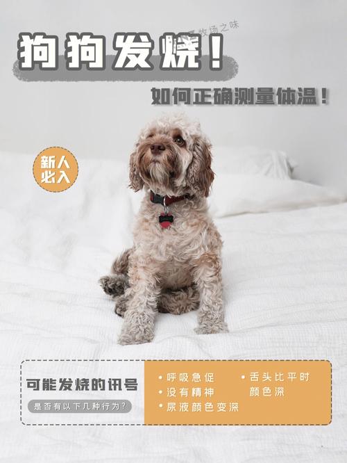 测量狗狗体温的正确方法详解(如何用肛温计正确给狗狗测量体温)