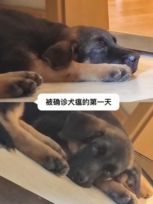 犬瘟后遗症的神经性失调(犬瘟热晚期常见的中枢神经系统后遗症)