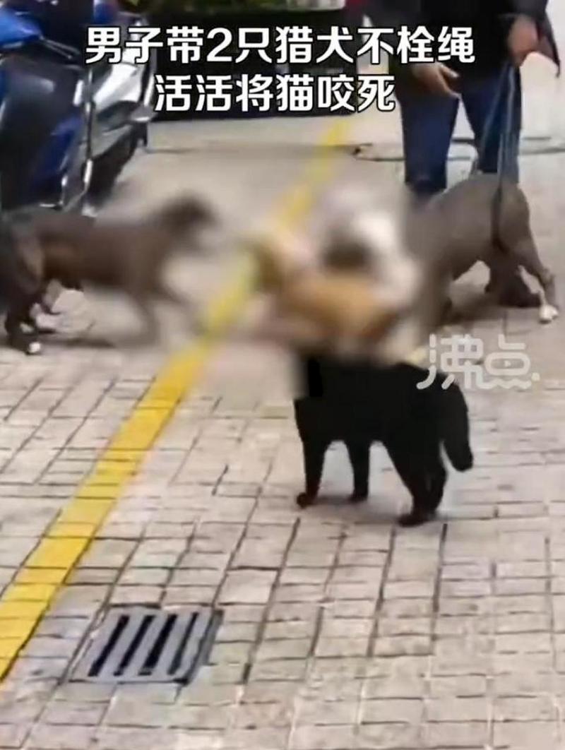 狗咬猫(恶劣男子指使烈性犬撕咬流浪猫)