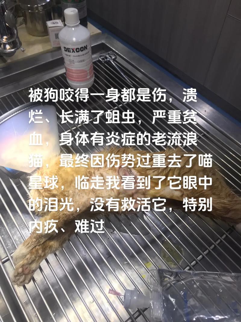 狗咬猫(恶劣男子指使烈性犬撕咬流浪猫)
