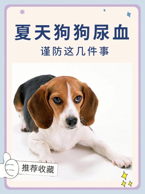 狗尿血(狗狗泌尿系统疾病的警示)