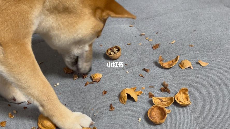 狗狗不能吃核桃(狗狗吃核桃有风险)
