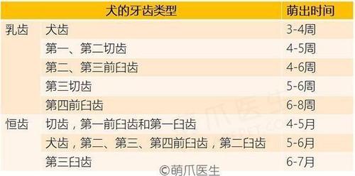 狗狗几个月前门齿开始换牙,小狗换牙期从什么时间开始到什么时候结束