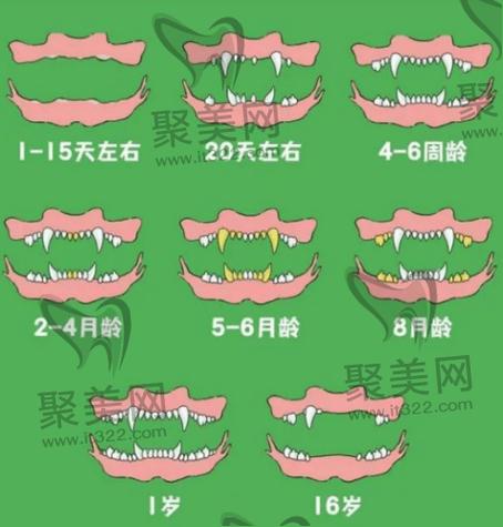 狗狗几个月前门齿开始换牙,小狗换牙期从什么时间开始到什么时候结束