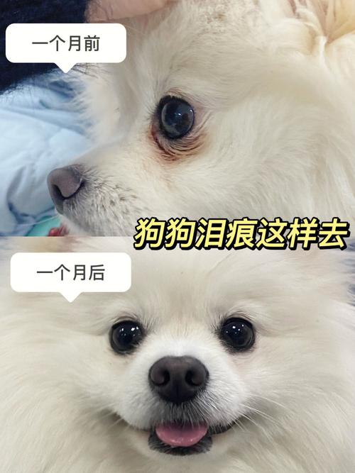 狗狗去泪痕(一劳永逸去除狗狗泪痕)