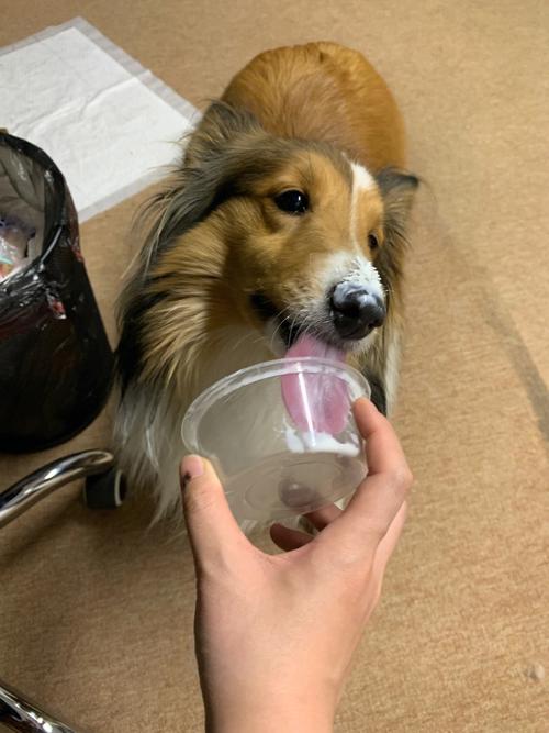 狗狗喝酸奶安全吗(哪些因素决定了狗狗能不能喝酸奶)