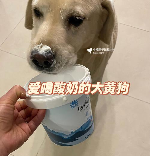狗狗喝酸奶安全吗(哪些因素决定了狗狗能不能喝酸奶)