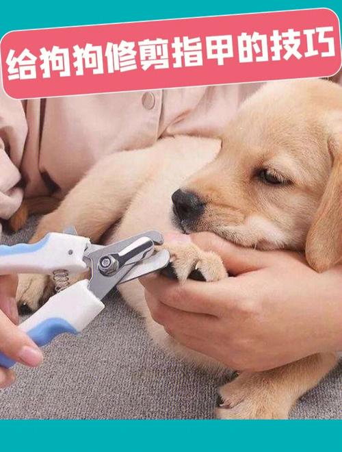 狗狗指甲怎么剪(修剪狗狗指甲的最佳时机和注意事项)