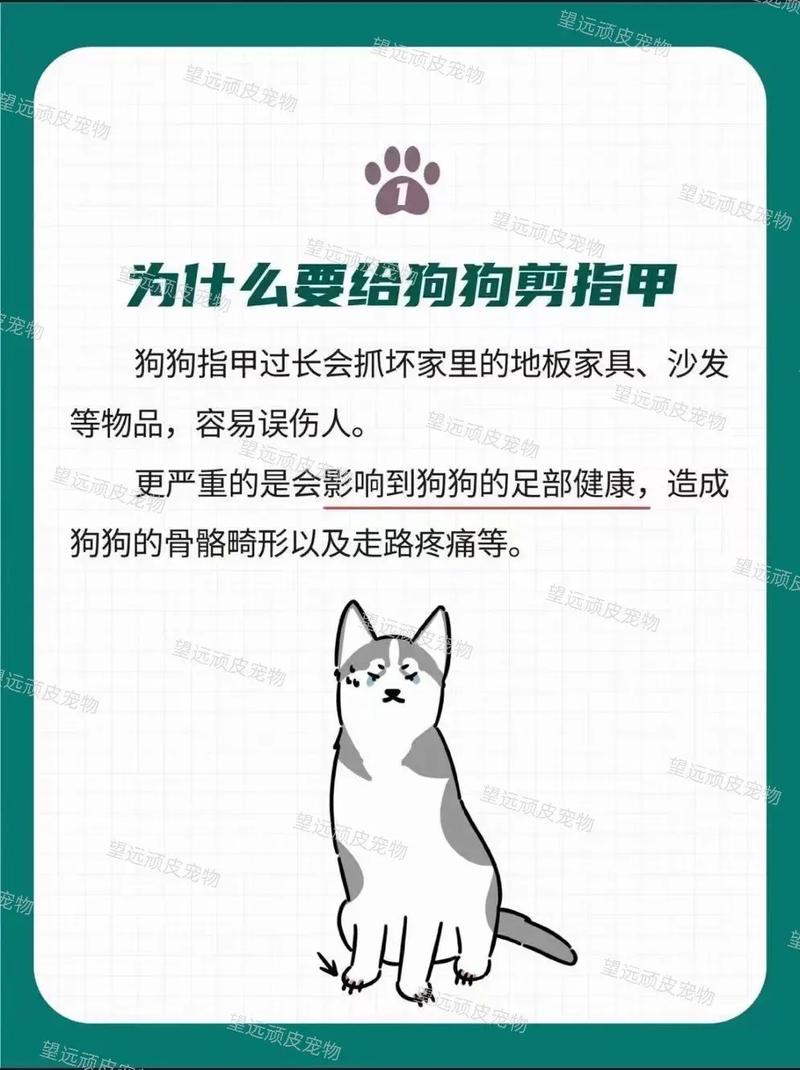 狗狗指甲怎么剪(修剪狗狗指甲的最佳时机和注意事项)