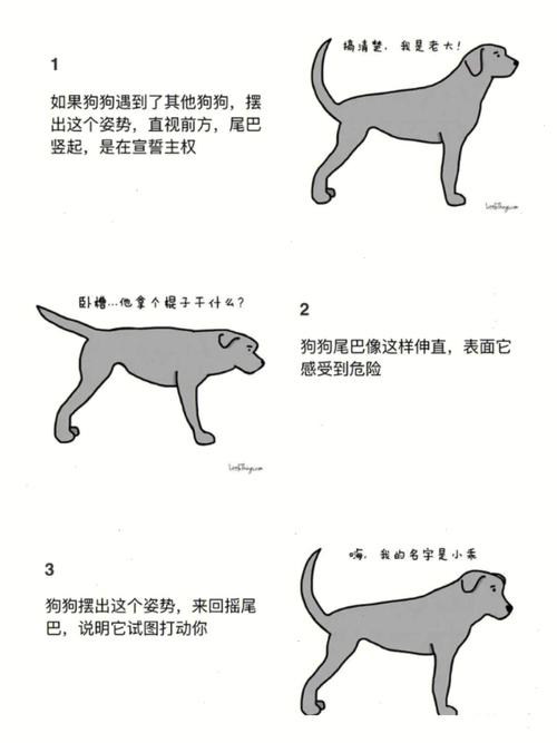 狗狗摇尾巴(狗狗摇尾巴的6种常见含义)