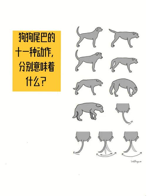 狗狗摇尾巴(狗狗摇尾巴的6种常见含义)