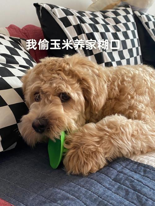 狗狗能吃糯玉米吗,玉米的益处和注意事项