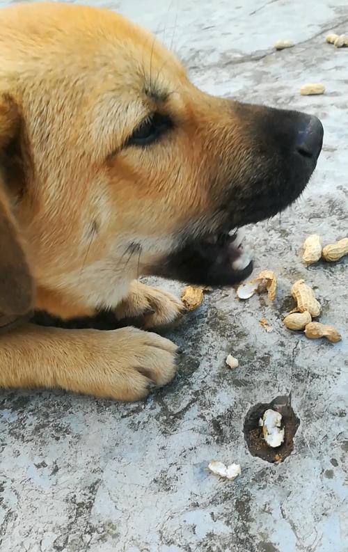 狗狗能吃花生吗(狗狗食用花生容易造成牙齿变形和消化不良)