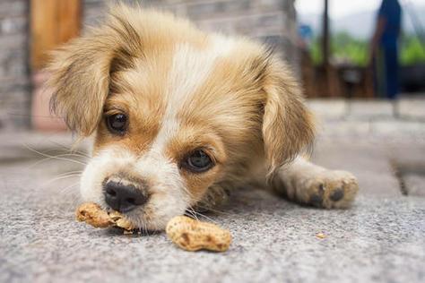 狗狗能吃花生吗(狗狗食用花生容易造成牙齿变形和消化不良)