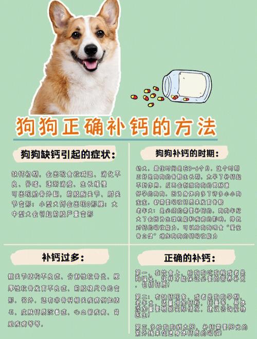 狗狗补钙(科学补钙维持健康)