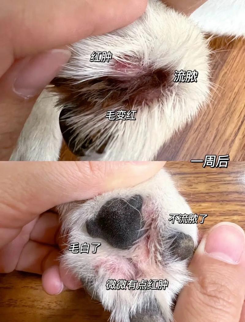 狗狗趾间炎(了解狗狗足部皮肤炎症的原因和对策)
