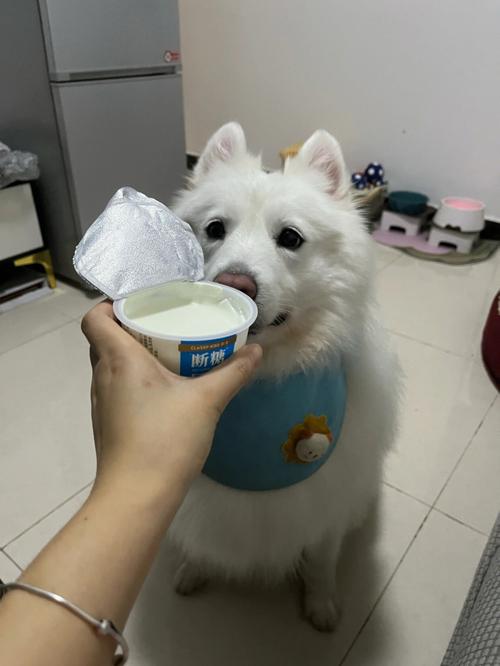 狗狗适合喝酸奶吗(酸奶对狗狗来说安全吗)